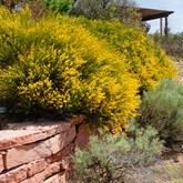 Spanish Gold Broom